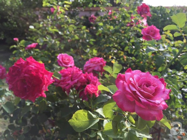 Mỗi góc vườn đều được điểm tô hương sắc của nắng xuân trên vạt cánh hồng.