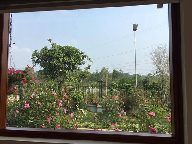 Từ cửa sổ bên trong nhà có thể ngắm trọn vẻ đẹp của vườn hồng.