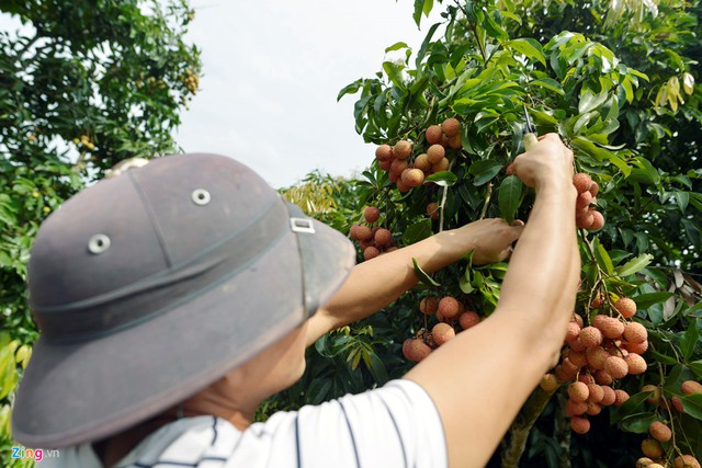 Tôi chỉ mong hòa vốn chăm sóc, anh Liên vừa cắt quả vừa nói.