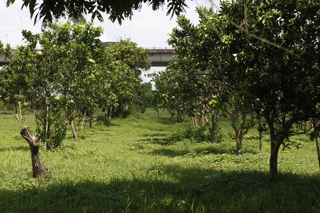 
Vườn cây ăn quả với nhiều loại trái cây theo mùa gồm; bưởi, nhãn, táo, ổi, mít, xoài và chuối…
