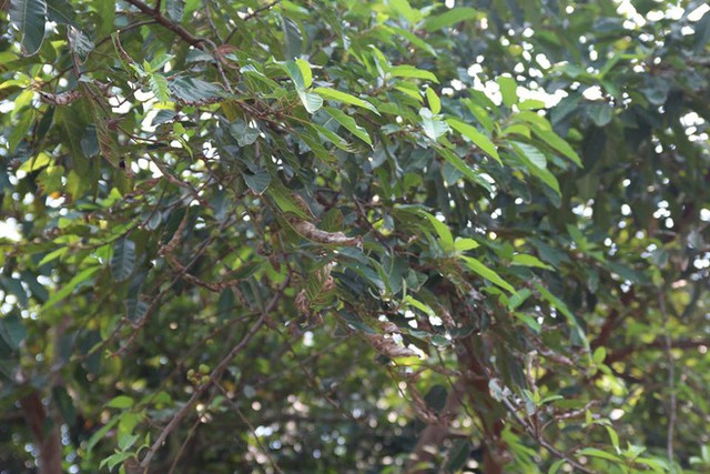 Sau 20 ng&agrave;y nhưng c&acirc;y cối ở s&acirc;n nh&agrave; trước khu vực vẫn c&ograve;n bị ch&aacute;y x&eacute;m l&aacute;