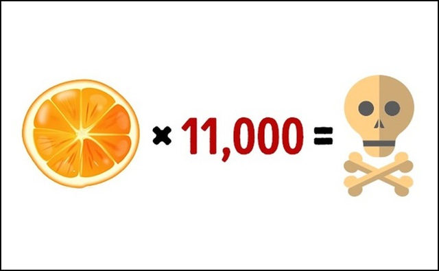 Ăn 11.000 quả cam một lúc sẽ khiến bạn ngộ độc vitamin C.
