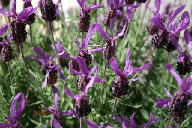 Hoa Lavender Spanish