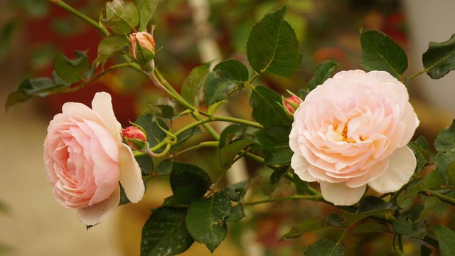Ngắm những gốc hồng do chính tay mình chăm lớn lên, sai hoa rực rỡ, lòng anh lại cảm thấy bình yên và thêm yêu đời hơn..