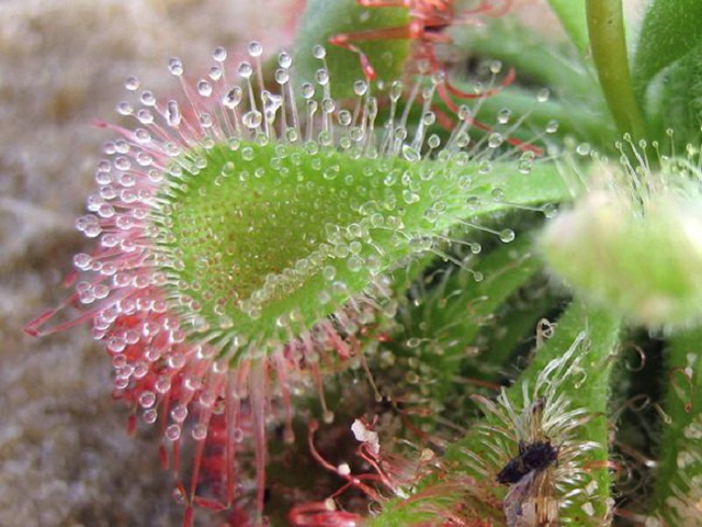 Hoa b&egrave;o đất cũng thuộc họ c&acirc;y bắt ruồi. Thay v&igrave; c&aacute;c c&aacute;nh, b&ocirc;ng hoa n&agrave;y c&oacute; h&igrave;nh dạng phẳng v&agrave; c&oacute; l&ocirc;ng d&iacute;nh với c&aacute;c hạt lấp l&aacute;nh ở tr&ecirc;n l&agrave;m cho ch&uacute;ng giống như ph&aacute;o hoa. Vẻ lấp l&aacute;nh như sương trong nắng gi&uacute;p ch&uacute;ng thu h&uacute;t v&agrave; bẫy c&ocirc;n tr&ugrave;ng.