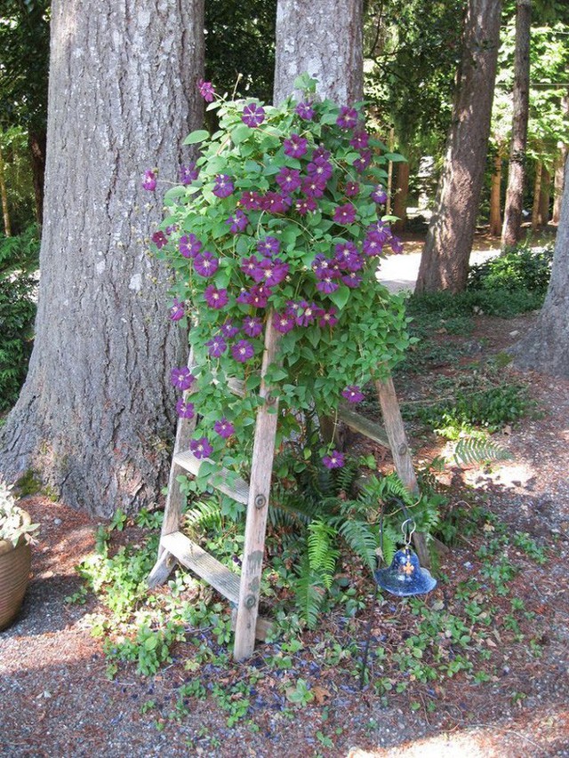 Một chiếc cầu thang nhỏ dành cho việc leo trèo phơi quần áo trong vườn bằng chất liệu gỗ đã sử dụng lâu năm. Nếu đã chán rồi thì đừng nên vứt đi, bạn có thể để dùng vào việc trang trí như thế này.