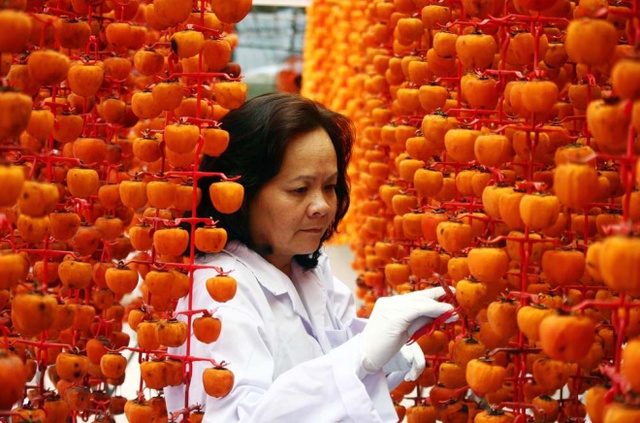
 

Th&ocirc;ng thường, khoảng 7-8kg hồng tươi sẽ cho ra 1kg hồng sấy gi&oacute;, n&ecirc;n gi&aacute; của hồng sấy Nhật Bản cũng c&oacute; gi&aacute; cao hơn c&aacute;c loại hồng sấy l&ograve; truyền thống. Hiện hồng sấy được b&aacute;n sỉ với gi&aacute; từ 420.000 đến 450.000 đồng một kg.

 


 

D&ugrave; c&oacute; gi&aacute; b&aacute;n kh&aacute; cao, nhưng hồng sấy gi&oacute; c&oacute; vị thơm, ngọt thanh tự nhi&ecirc;n n&ecirc;n được nhiều người ti&ecirc;u d&ugrave;ng ưa th&iacute;ch. Trong những ng&agrave;y gần Tết, c&aacute;c cơ sở cho biết kh&ocirc;ng c&oacute; đủ h&agrave;ng cung cấp ra thị trường.

