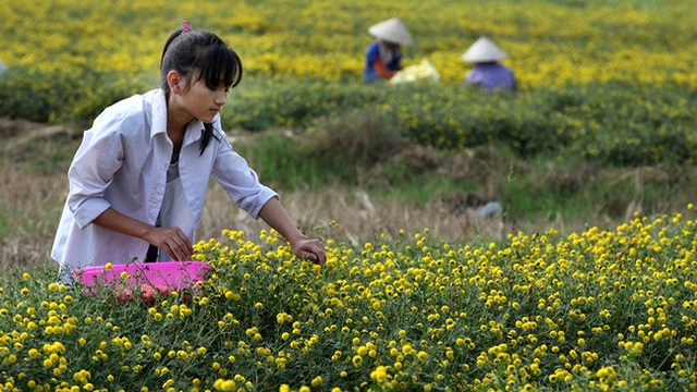 Mấy năm nay Lê Thị Hồng Nhung đều tranh thủ làm thêm vào mỗi mùa thu hoạch hoa để phụ giúp cha mẹ.