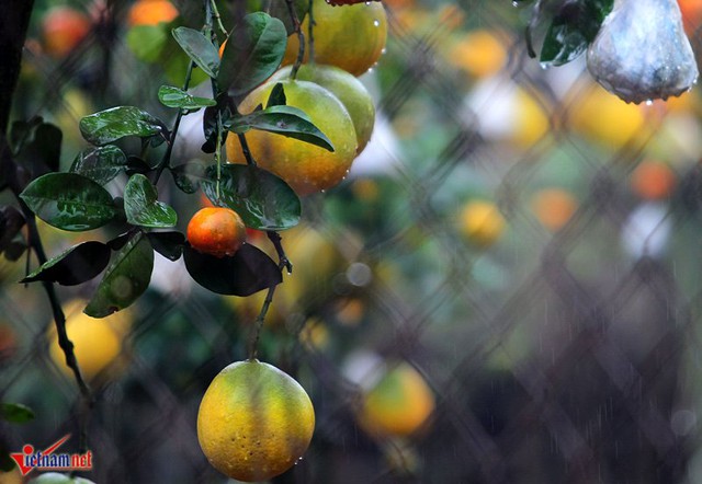 Thời tiết H&agrave; Nội mưa khiến gia đ&igrave;nh l&atilde;o n&ocirc;ng vui mừng v&igrave; c&acirc;y sẽ ph&aacute;t triển tốt, nhưng việc vận chuyển c&acirc;y sẽ kh&oacute; khăn