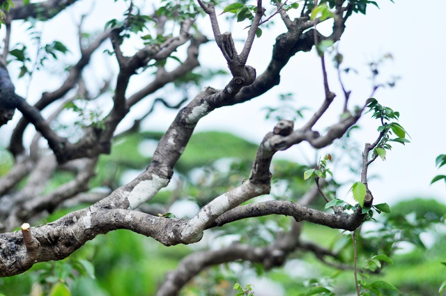 Các ngọn cây, ngọn cành uốn lượn...