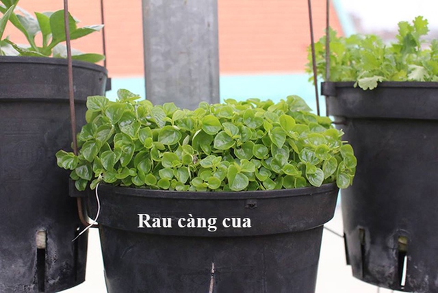 Chị cũng học cách trồng rau qua nhiều loại thùng chứa khác nhau từ thùng xốp, khay nhựa đến những cái thau, chậu, xô bỏ đi. Rau ăn lá như rau muống, rau cải, củ cải Nhật, rau má phù hợp với các thùng xốp to… Các khay nhựa nhỏ dùng để trồng rau thơm, húng quế, hành lá...