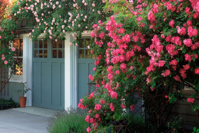 8. Khoảng diện tích nhỏ xinh trước cổng được sơn màu sắc đậm, bạn có thể khéo léo trồng các loại hoa có màu sắc tươi tắn để không gian vào nhà thêm bắt mắt.