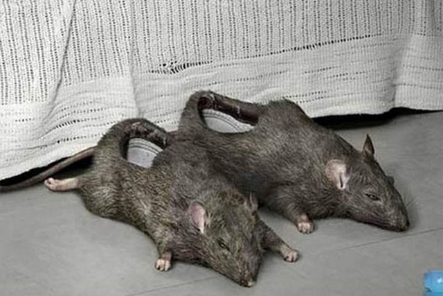 Sáng ngủ dậy vừa bước xuống giường đã nhìn thấy 2 con chuột lông lá đầy mình nằm thu lu trên sàn nhà thế này thì đến vỡ tim mất.