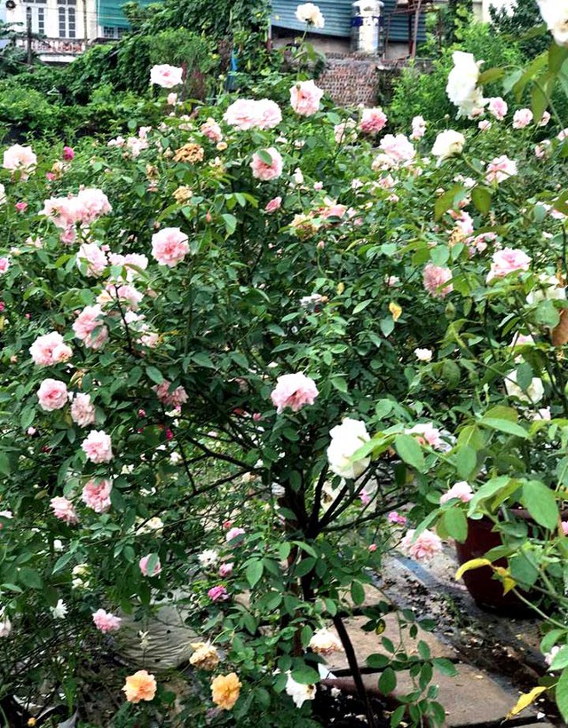 Có được bộ sưu tập tree rose khủng này, chị Tuyết đã mất 5 năm trời đi khắp các vùng miền tìm kiếm, thậm chí sang cả Thái Lan để chọn mua được những gốc tree đẹp nhất đem về