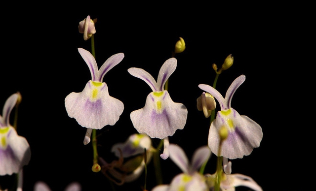 Đừng để c&aacute;i vẻ ngo&agrave;i dễ thương như một ch&uacute; thỏ trắng xinh đẹp n&agrave;y đ&aacute;nh lừa bạn. Thực chất hoa tai thỏ l&agrave; thực vật ăn thịt. Ch&uacute;ng thường được gọi l&agrave; thỏ chết người v&igrave; ch&uacute;ng bẫy v&agrave; ăn c&ocirc;n tr&ugrave;ng cực nhỏ.