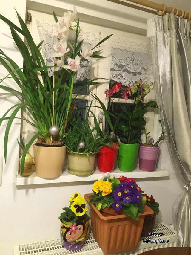 Chị Thu Hà tận dụng mọi diện tích ở ban công và bậu cửa để đặt chậu hoa mà mình yêu thích.