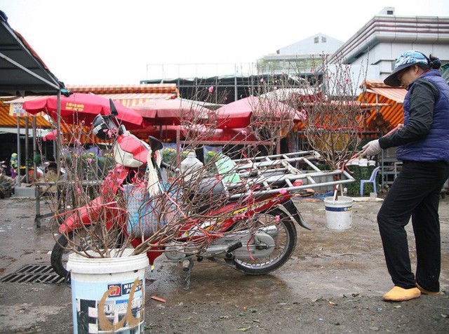Chỉ trong chưa đầy 1h đồng hồ hàng chục cành đào nở sớm của các tiểu thương đã đến tay những người thích chơi đào sớm.