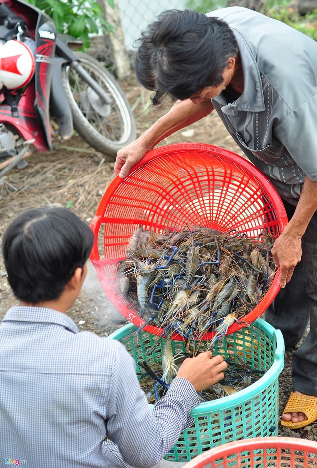 Theo thương lái Phạm Trí Tâm, mỗi tuần, ông thu mua từ 4-5 tấn tôm càng xanh để cung ứng cho các nhà hàng ở những thành phố lớn trên cả nước.
