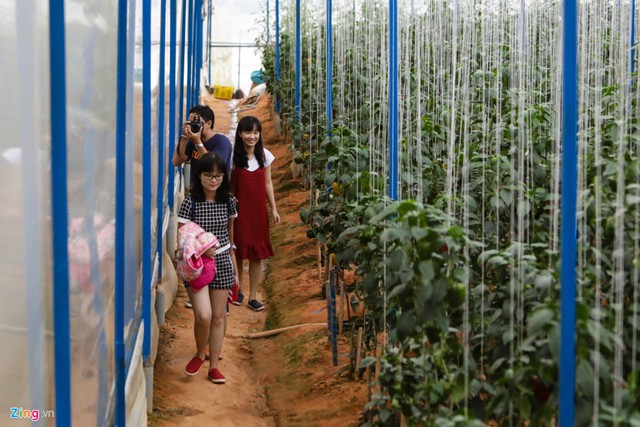Nhiều du khách đến Đà Lạt biết vườn của anh Định thường đến tham quan, chụp ảnh và mua dưa.