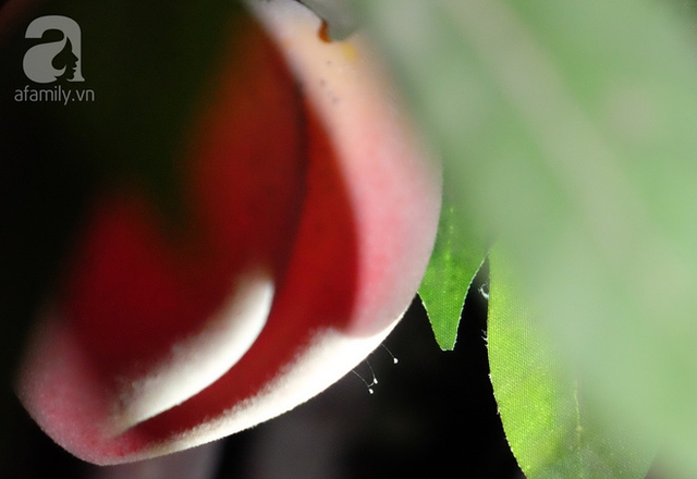 V&agrave; cả tr&ecirc;n tr&aacute;i đ&agrave;o.