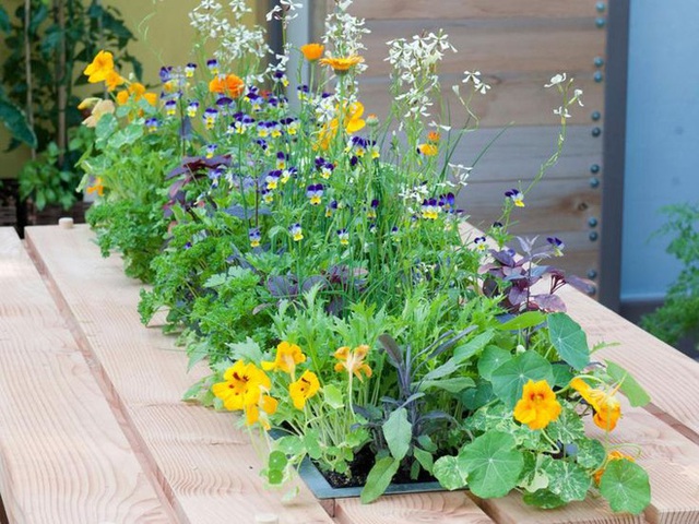 9. Một vài cây rau mùi được trồng đan xen với nhiều loại hoa có tác dụng trang trí thật sự. Bạn có thể trồng những chậu rau - hoa như thế này bên bậu cửa sổ hoặc bàn ăn ngoài trời.