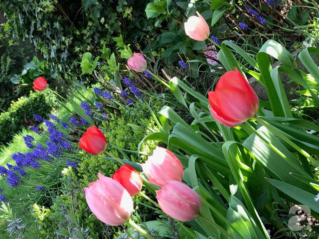 Hoa tulips.