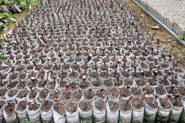 Những gốc nho dại đang được ươm tại trại của &ocirc;ng Lang.