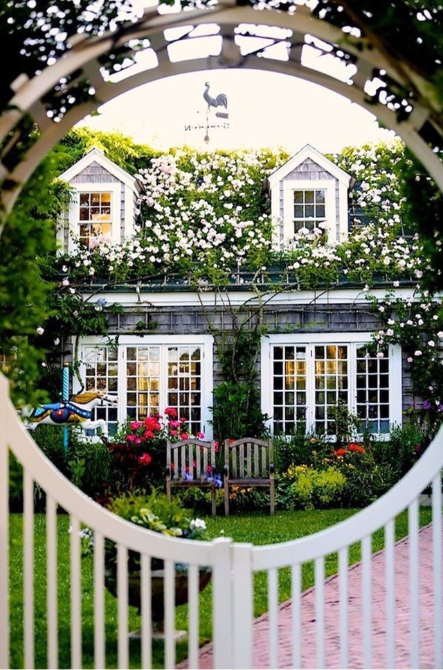 Giàn hồng leo bung nở ở thời kì rực rỡ nhất tạo thành hàng rào trắng bao phủ khắp mái căn nhà tranh ở hòn đảo thiên đường Nantucket (Mỹ).