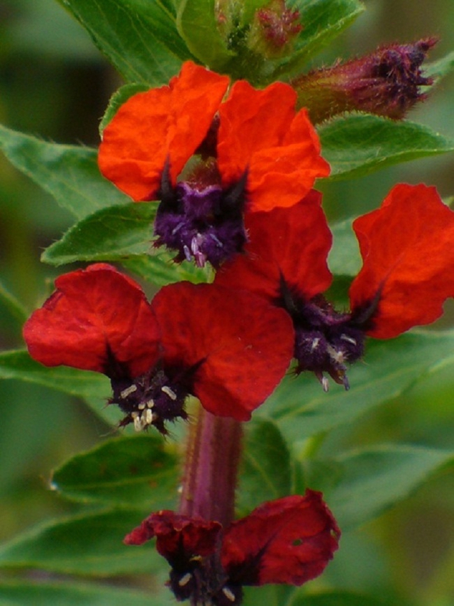 Hoa mặt dơi c&oacute; h&igrave;nh d&aacute;ng như một ch&uacute; dơi hung dữ, c&oacute; nguồn gốc Mexico. Ch&uacute;ng c&oacute; m&agrave;u sắc cực kỳ nổi bật l&agrave; đỏ v&agrave; t&iacute;m, c&ograve;n được gọi với c&aacute;i t&ecirc;n l&agrave; hoa tai thỏ, hoa x&igrave; g&agrave;. Lo&agrave;i hoa n&agrave;y chịu được điều kiện thời tiết khắc nghiệt, chịu được hạn, chịu được nhiệt độ cao, m&agrave;u sắc của n&oacute; rất thu h&uacute;t chim ruồi, ong bướm.