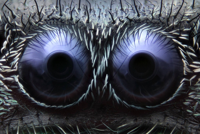 Với những người sợ nhện thì đôi mắt này sẽ ám ảnh bạn đến tột độ luôn. Có phải không, nó đang nhìn chằm chằm vào bạn kia kìa!