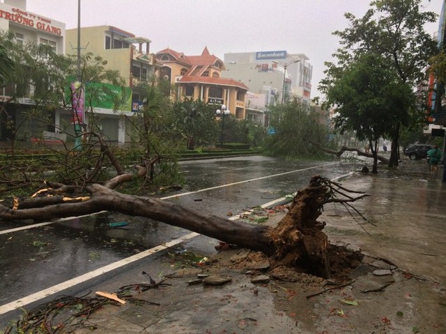 Cây cối đổ la liệt trên đường phố ở Phú Yên.