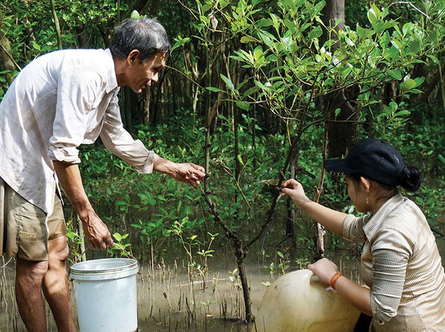 Theo ông Hai Sơn, đặc sản ốc len sống trên bùn, theo con nước hằng ngày mà đeo bám theo những thân cây, phát triển tự nhiên, không phải bổ sung thức ăn, không nuôi nấng chăm bẵm, chỉ quản lý.