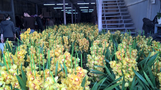 
Nguồn hàng địa lan Trung Quốc được chủ một cửa hàng hoa tại chợ hoa Quảng Bá nhập về. Lượng hàng lớn, mức giá siêu rẻ như trên có thể gây ảnh hưởng lớn đến giá địa lan của các nhà vườn trong nước.

