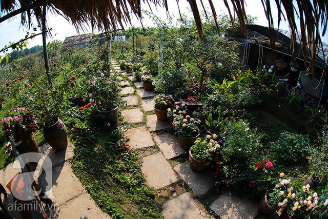 Vườn hoa bé xinh của Trang có đến hàng vạn gốc hồng cổ và hồng ngoại.