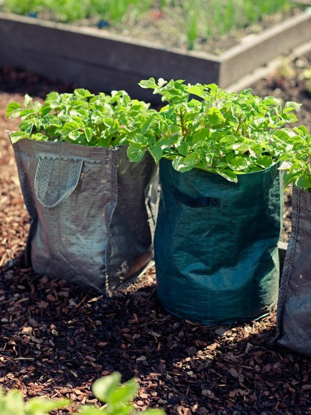 Những chiếc túi tiện lợi để trồng khoai tây.