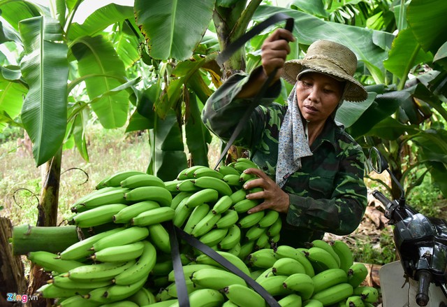 Chị Giới ở Mai Động, Kim Động, Hưng Yên cho biết 3 năm trước, gia đình đã vay số tiền lớn để trồng hơn 4 ha chuối. Năm ngoái, cơn bão làm cho nhà chị bị đổ mất 3 ha. Năm nay, chị bị ngập mất một ha. Giá chuối lại giảm mạnh nên gia đình chị gần như không có lãi.