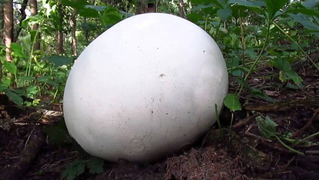 
Một số hình ảnh về cây nấm trứng khổng lồ.
