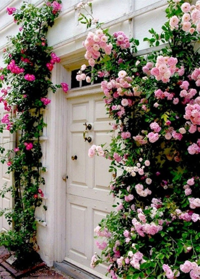 Cửa ra vào ngôi nhà này tuy hơi cũ kĩ nhưng nhờ hai khóm hồng leo, một bên là những bông hồng phấn đang thi nhau khoe sắc, một bên là lác đác vài bông hồng cánh sen đang vươn cao.