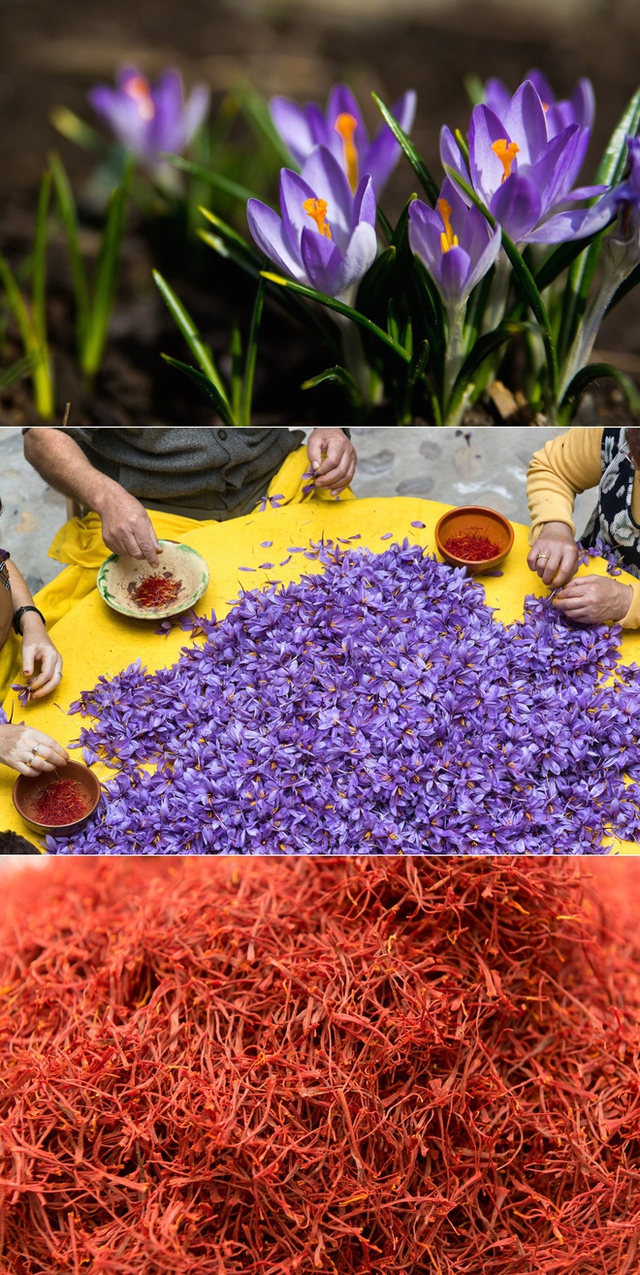 Nhụy hoa nghệ tây (còn gọi là Saffron) được coi là loại gia vị quý hiếm và đắt giá bậc nhất thế giới với giá lên tới 130 triệu đồng/kg. Bạn biết đấy, trong đống hoa kia người ta chỉ lấy được một ít phần nhụy và phơi khô để làm gia vị và nhiều công dụng khác nữa.