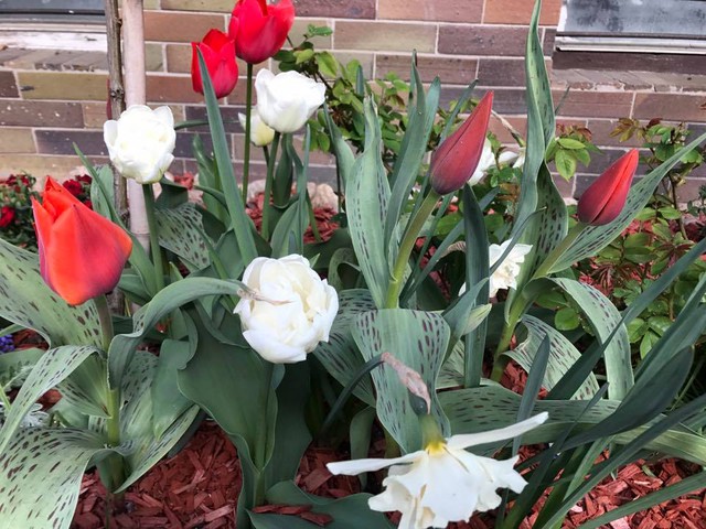 Bên cạnh việc trồng hoa hồng, mùa nào hoa ấy, chị trồng những loài hoa dễ sống, dễ tạo nên vẻ đẹp rực rỡ cho khoảng diện tích ngoại thất như tulip, triệu chuông, dạ yến thảo…