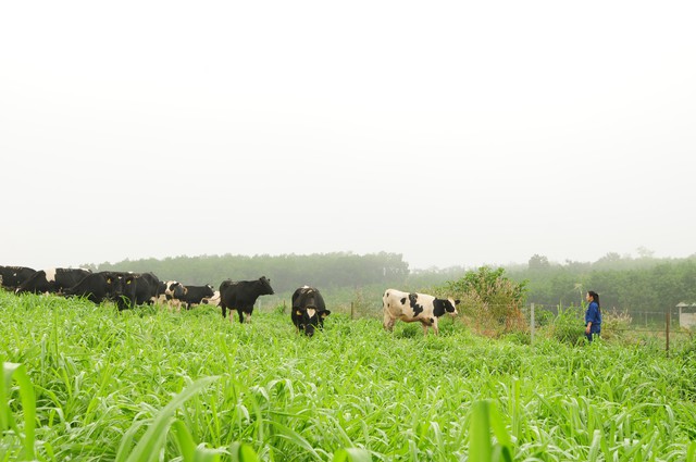 
Đàn bò hữu cơ của trang trại bò sữa TH
