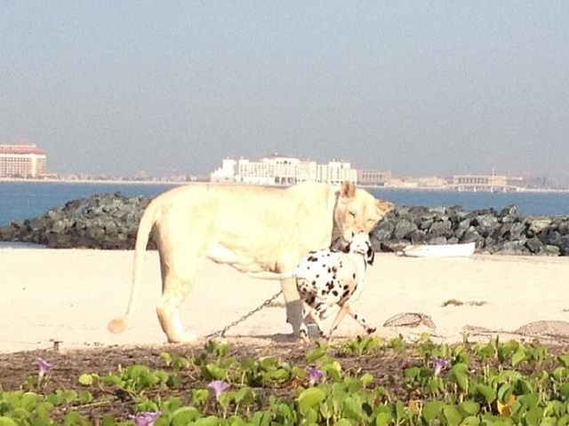 
Chú sư tử trắng hồn nhiên đi dạo bên bờ biển.
