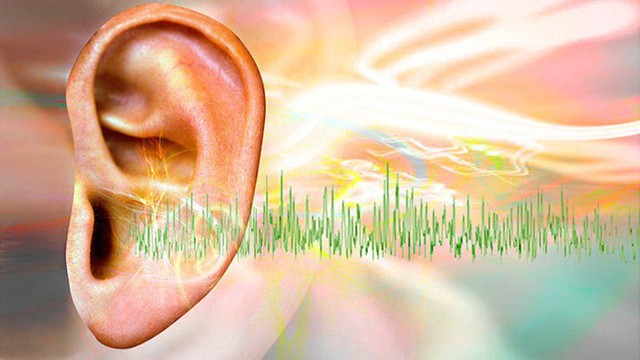 
Người bị ù tai nghe thấy nhiều tiếng động trong tai.
