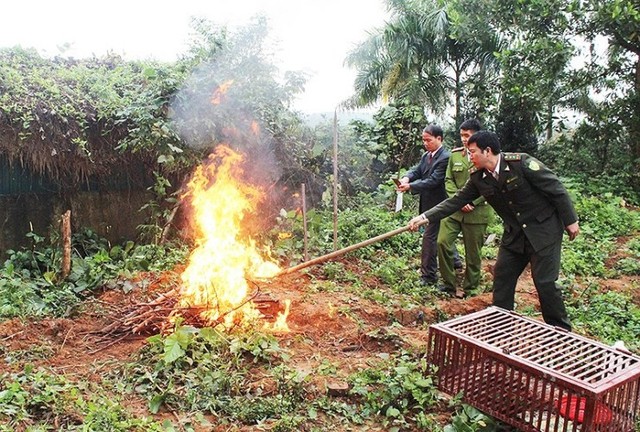 Lực lượng chức năng tiến hành tiêu hủy 4 cá thể chim quý hiếm. Ảnh: V.Thu