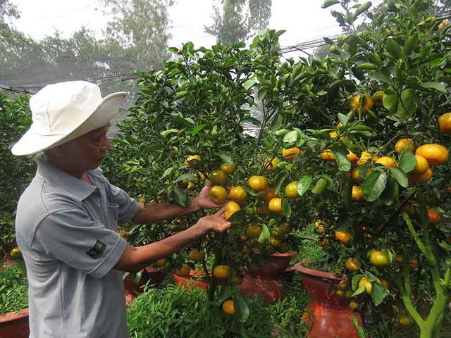 M&ocirc; h&igrave;nh trồng qu&yacute;t trong chậu phục vụ thị trường tết đang rất dễ b&aacute;n v&agrave; được gi&aacute;