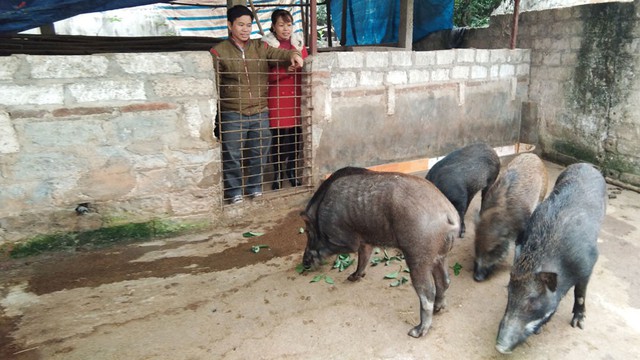 Mô hình chăn nuôi lợn rừng của gia đình anh Bùi Văn Truyền, xã Tân Thanh (Lạng Giang).