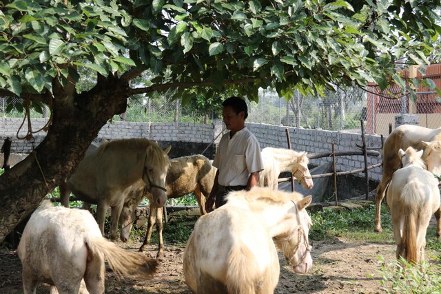 Mô hình nuôi ngựa bạch ở xã Việt Tiến, huyện Việt Yên (tỉnh Bắc Giang).