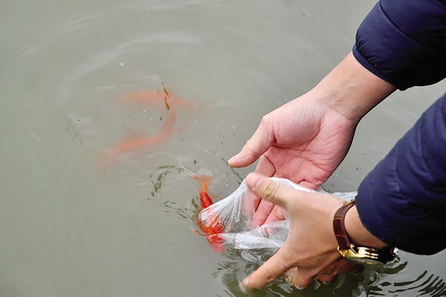 
Thả cá chép phải thả từ từ, nhẹ nhàng, để tránh những va chạm mạnh có thể làm cá chết.     Ảnh minh họa
