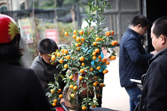 Nhưng có những người lại thích cây quất bonsai vì phù hợp với diện tích không gian nhà mình. Mặc dù hôm nay trời rét buốt nhưng tôi vẫn quyết định đi chọn cho gia đình mình một cây quất bonsai. Vì nếu đi chọn muộn, tôi sợ sẽ hết mất cây đẹp, anh Tuyến (Đống Đa, Hà Nội) chia sẻ.