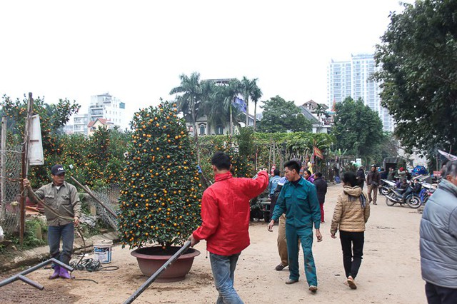 Ngắm để chỉnh dáng cây cho thẳng đẹp.